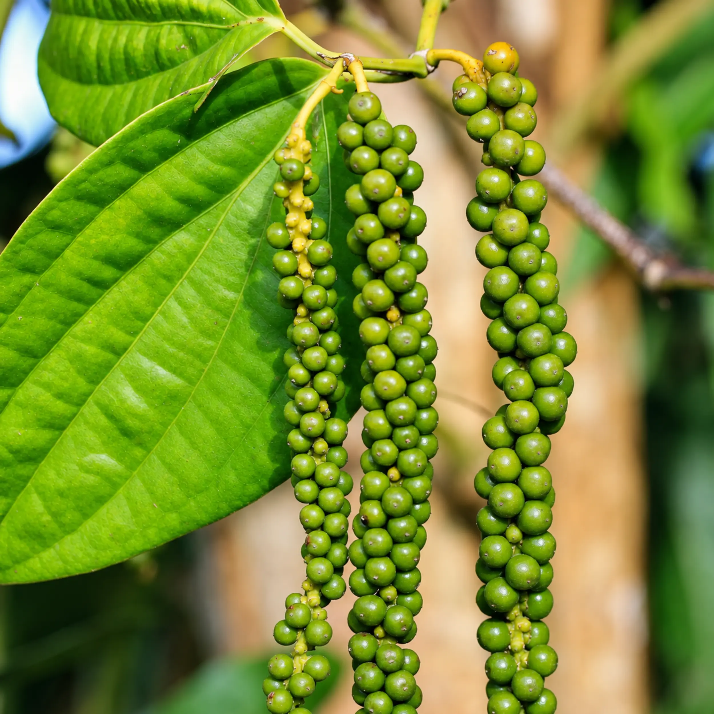 ceylon spice products